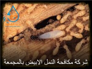 شركة مكافحة النمل الابيض بالمجمعة