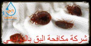 شركة مكافحة البق بالدوادمي