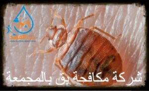 شركة مكافحة البق بالمجمعة