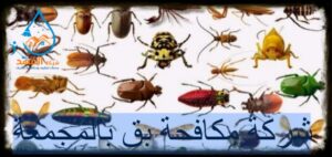 شركة مكافحة البق بالمجمعة