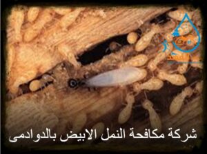 شركة مكافحة النمل الابيض بالدوادمي