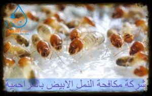شركة مكافحة النمل الابيض بالمزاحمية
